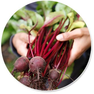 hands holding beet roots 